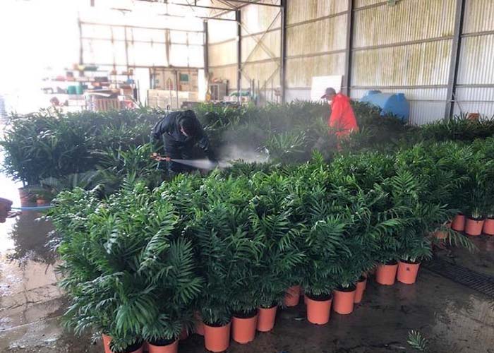 The Kentia first get a fresh clean shower for shiny leaves before they leave for their new owner