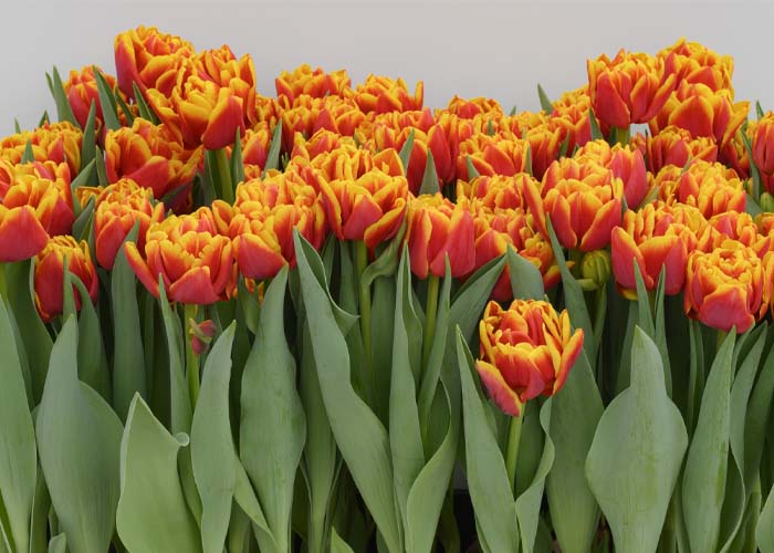 Tulips Nyenrode double