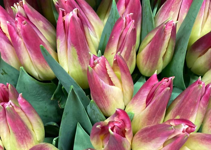 Tulips Whispering Dream double