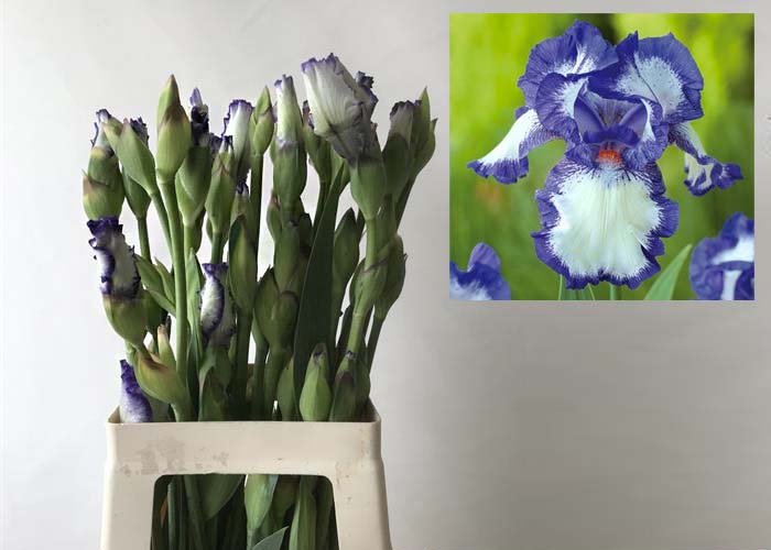 Iris Germanica blue
