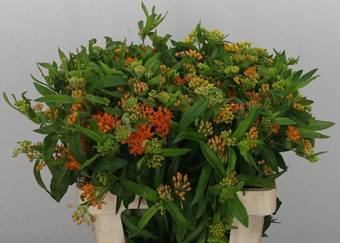 Asclepias Gay Butterfly