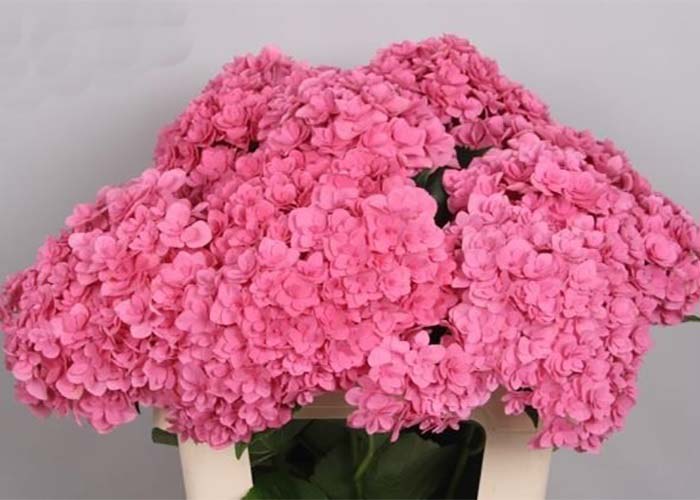 Hydrangea Royal Kiss Doub Pink