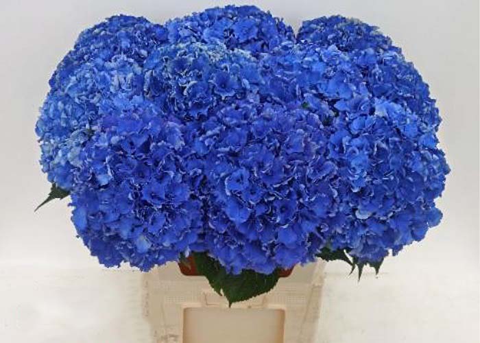 Hydrangea Royal Parade Blue