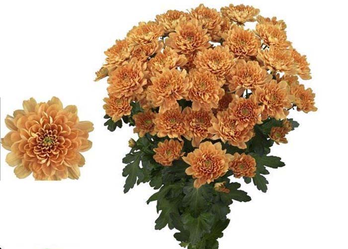Chrysanthemum Kalimba Orange 1