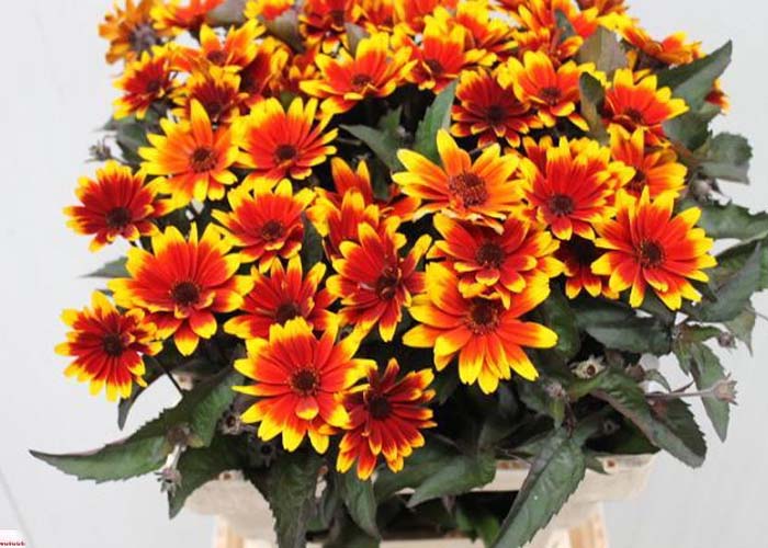 Heliopsis Sparkling Contrast b