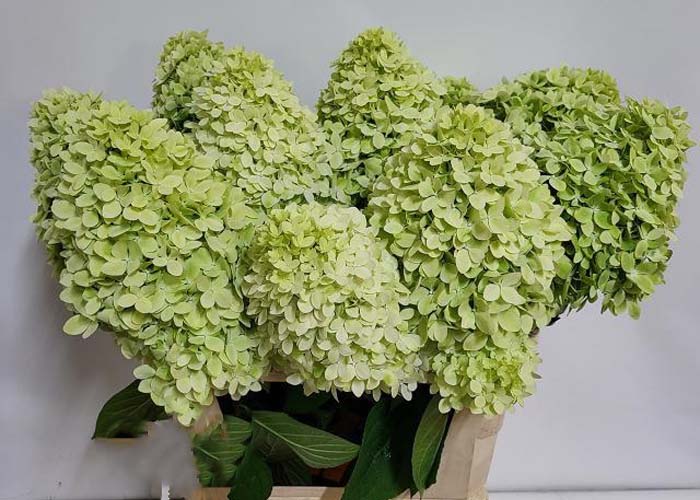 Hydrangea Magical Candle