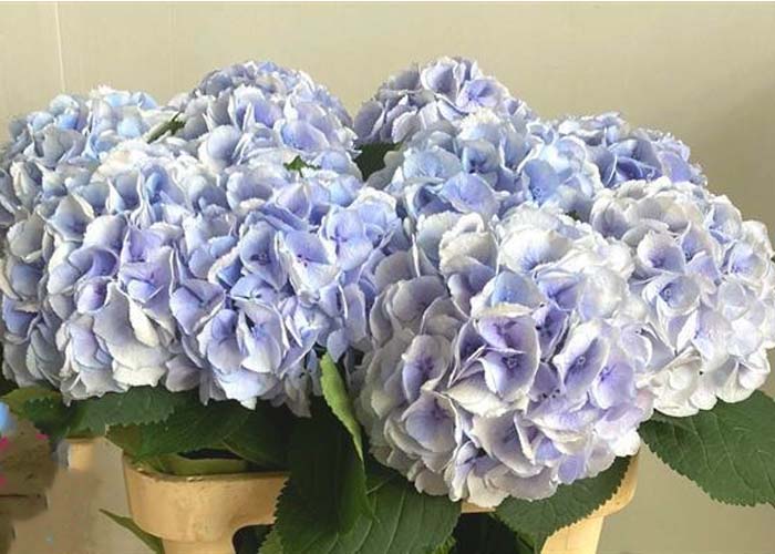 Hydrangea Royal Surprise Blue Pale b