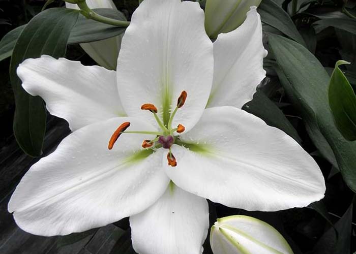 Lily or. White Oak b
