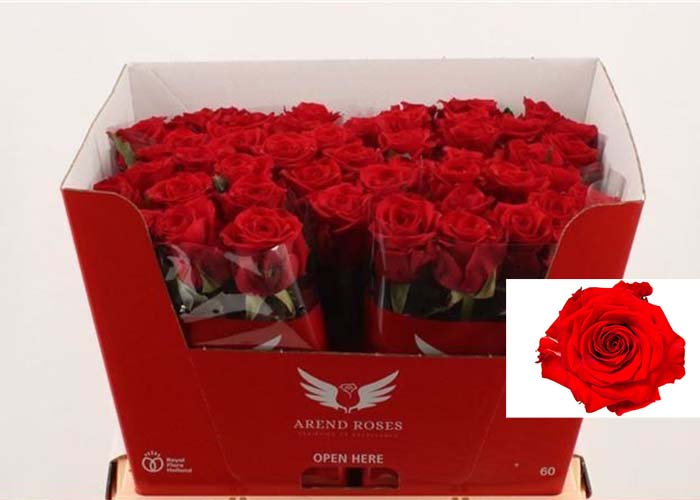 Roses Red Eagle b