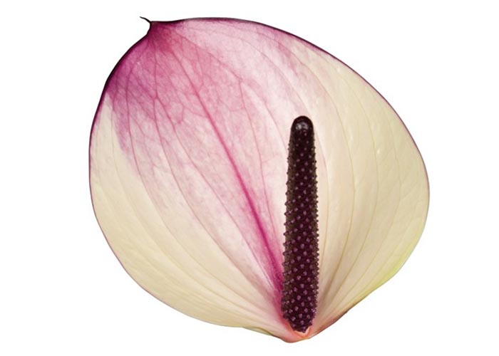 Anthurium Maxima Violeta 1