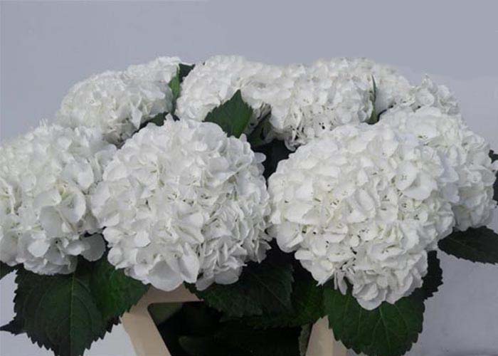 Hydrangea Ivoor White