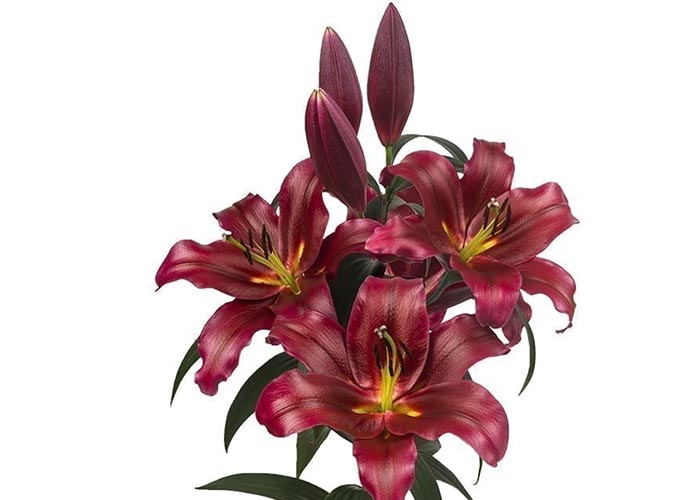 Lily or. Lasting Love