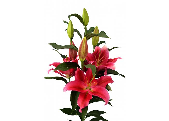 Lily or. Red Down