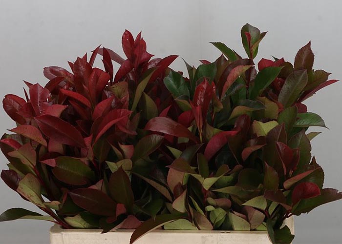 Photinia Red Robin Red Leaves